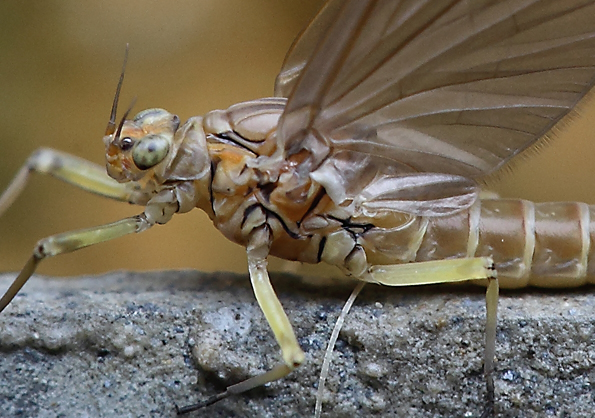 Baetis rhodani?